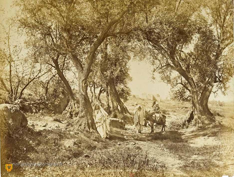 Bois d oliviers aux environs de Tlemcen.jpg - Bois d'oliviers aux environs de Tlemcen. (BNF)